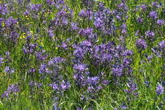 Camassia quamash