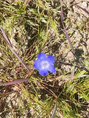 Nemophila menziesii