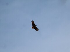 Buteo jamaicensis