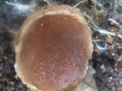 Pezizaceae