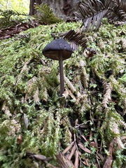 Entoloma serrulatum