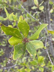 Cliftonia monophylla