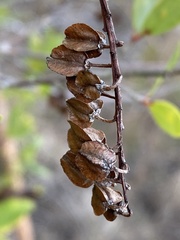 Cliftonia monophylla