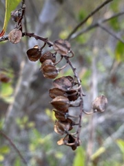 Cliftonia monophylla