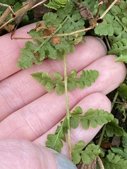 Woodsia obtusa