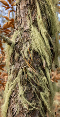 Usnea trichodea