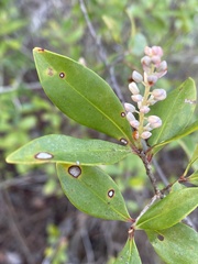 Cliftonia monophylla
