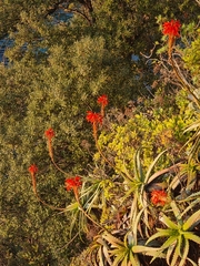 Aloe arborescens