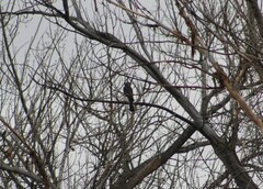 Accipiter cooperii