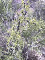 Condalia warnockii