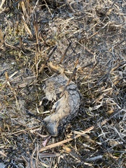 Microtus ochrogaster