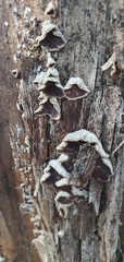 Schizophyllum amplum
