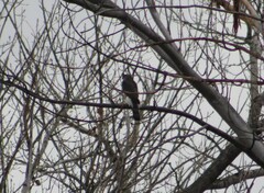 Accipiter cooperii
