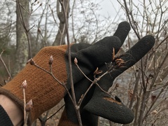 Rhododendron viscosum