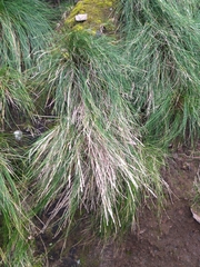 Festuca petraea