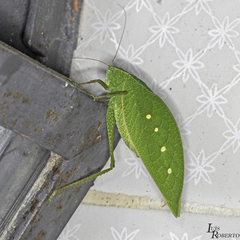 Phylloptera