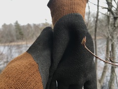 Rhododendron viscosum