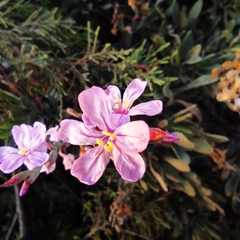 Limoniastrum monopetalum