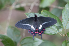 Parides bunichus