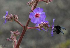 Pleroma heteromallum