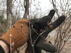 Rhododendron viscosum