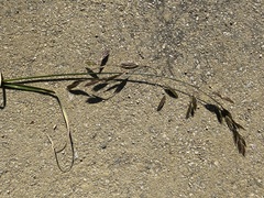 Bromus carinatus