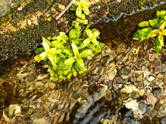 Veronica anagallis-aquatica