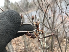 Rhododendron viscosum