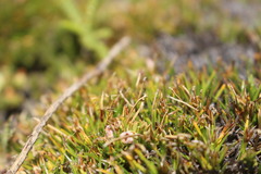 Oreobolus obtusangulus