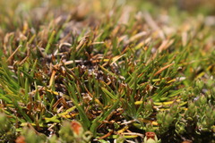 Oreobolus obtusangulus