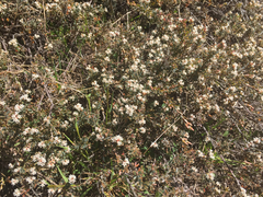 Acrothamnus colensoi