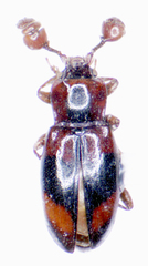 Phymaphora pulchella