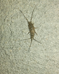Ctenolepisma lineatum