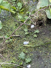 Hydrocotyle ranunculoides