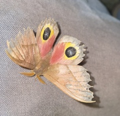 Automeris zugana