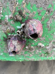 Megabalanus tintinnabulum