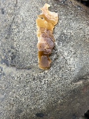 Membranipora membranacea