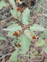 Cistus populifolius