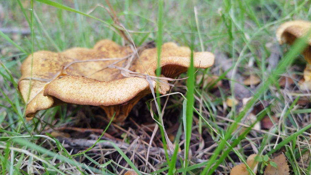 Austropaxillus statuum · February 2023 · photo: © fede_munoz (iNaturalist, cc0)