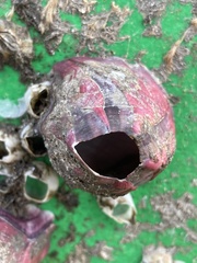 Megabalanus tintinnabulum