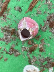 Megabalanus tintinnabulum