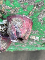 Megabalanus tintinnabulum