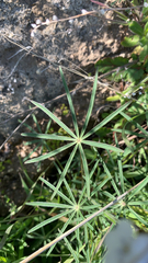Lupinus angustifolius