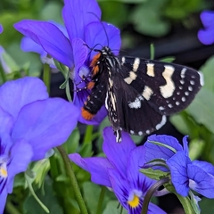 Phalaenoides glycinae