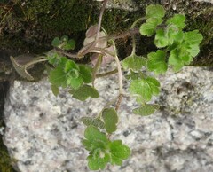 Veronica hederifolia-sublobata-triloba