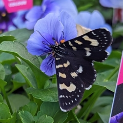 Phalaenoides glycinae