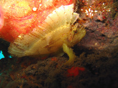 Taenianotus triacanthus