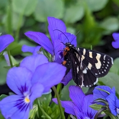 Phalaenoides glycinae