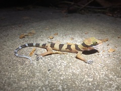 Cyrtodactylus lekaguli