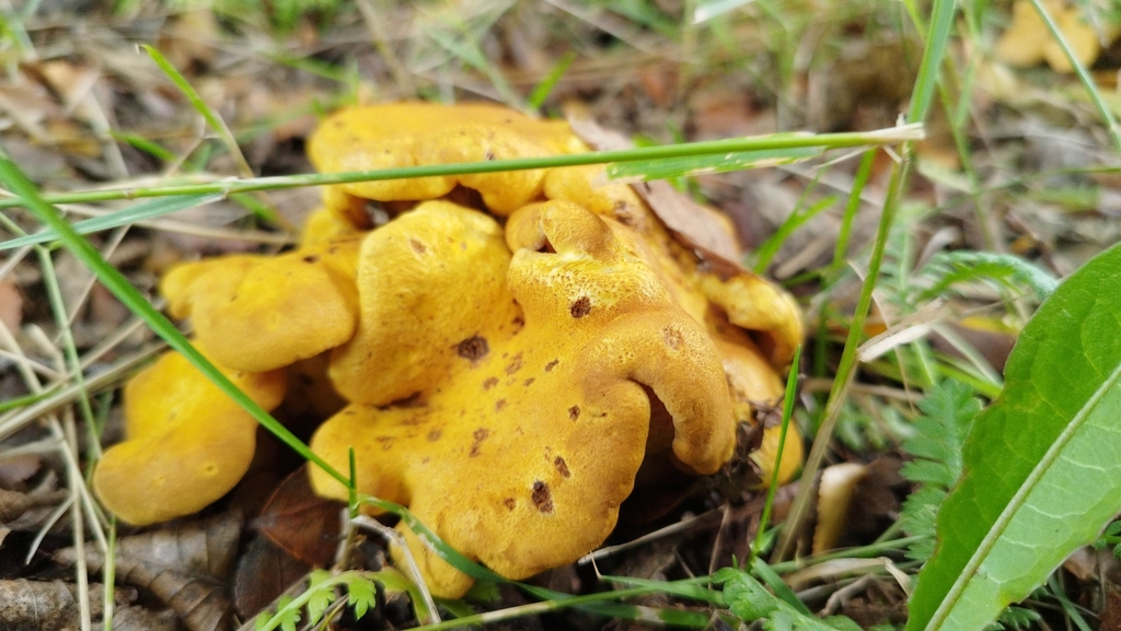 Austropaxillus infundibuliformis · February 2023 · photo: © fede_munoz (iNaturalist, cc0)